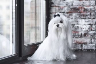 Image de images/animals/originals/hKD1hIrzaTeLdHGYEJZSrunud9E6cLrimgtvEeK8.webp
