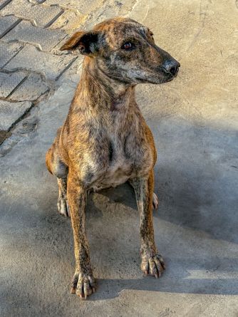 Image de images/animals/originals/w7sh4Trd8oUEpfK2ZrzKuEWjzGq5DWkSIkiBTy7S.jpg