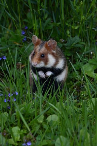 Image de images/animals/originals/zeRsSWnZwUhMAAbXSKDxIqOkMPCCXdSu6KB9GWWc.jpg