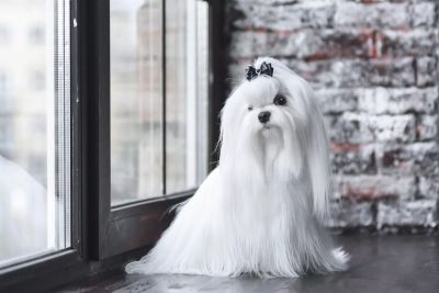 Image de l’animal