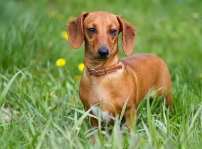 Image de l’animal