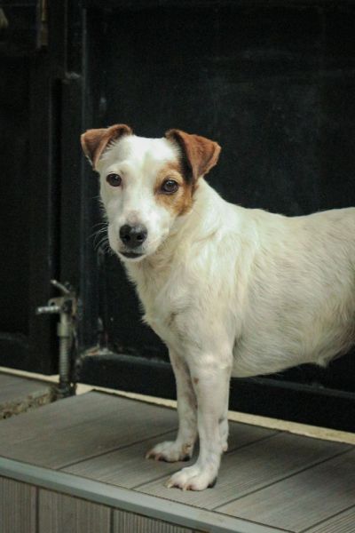Image de l’animal