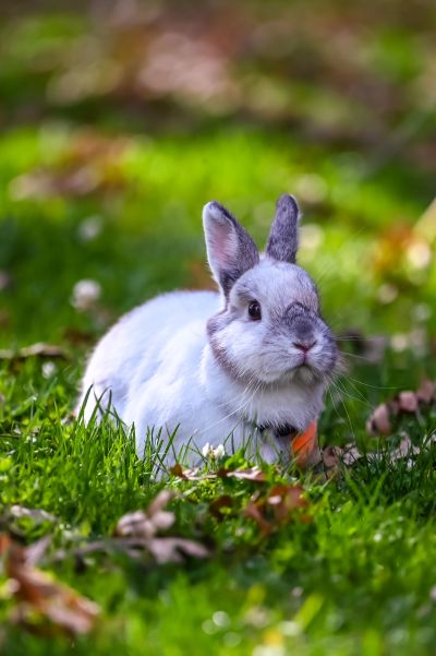 Image de l’animal