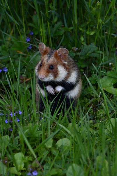 Image de l’animal
